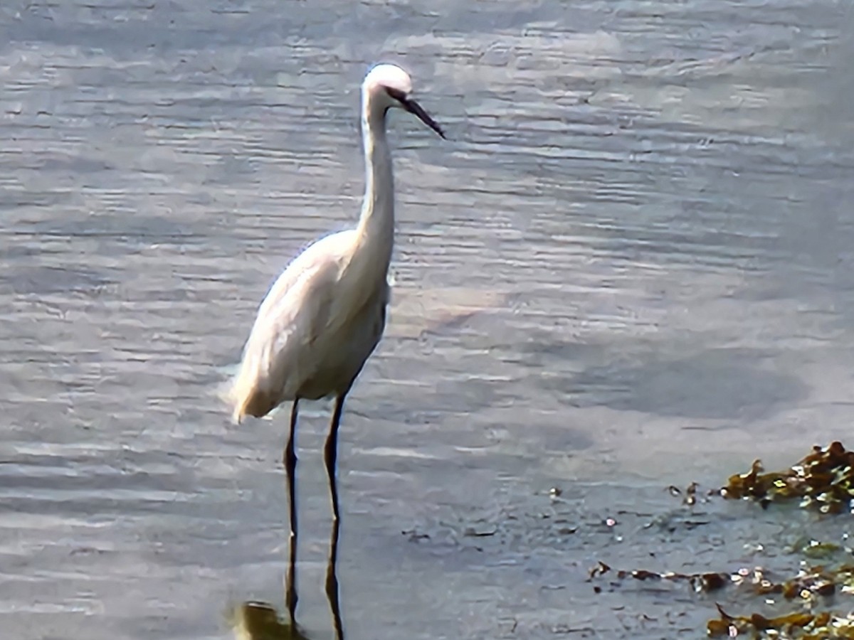 Little Egret - ML623882825