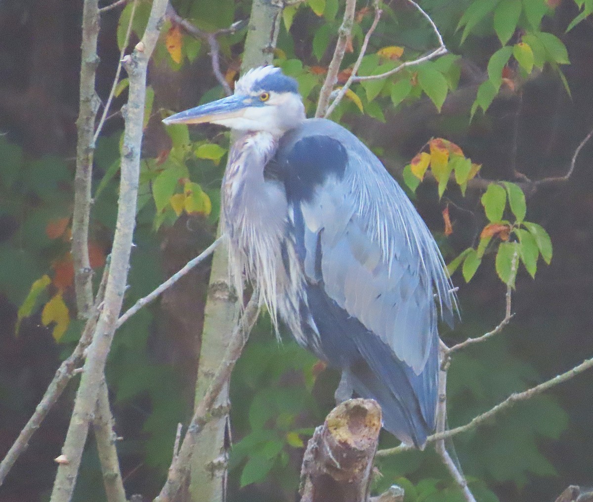 Great Blue Heron - Susan Cooper