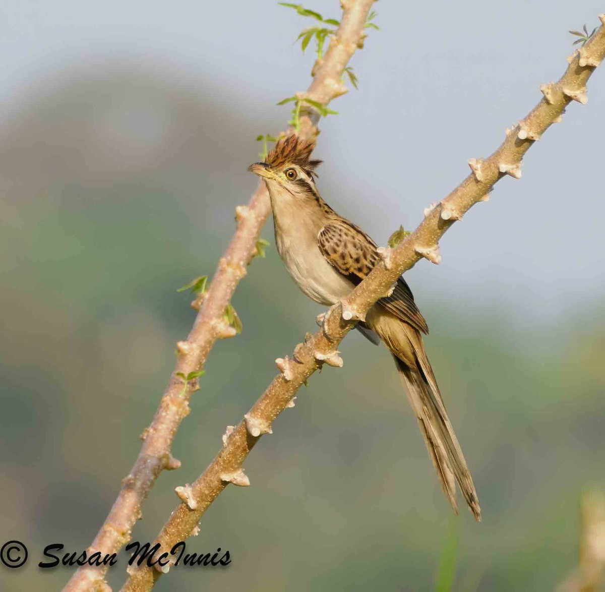 Striped Cuckoo - Susan Mac