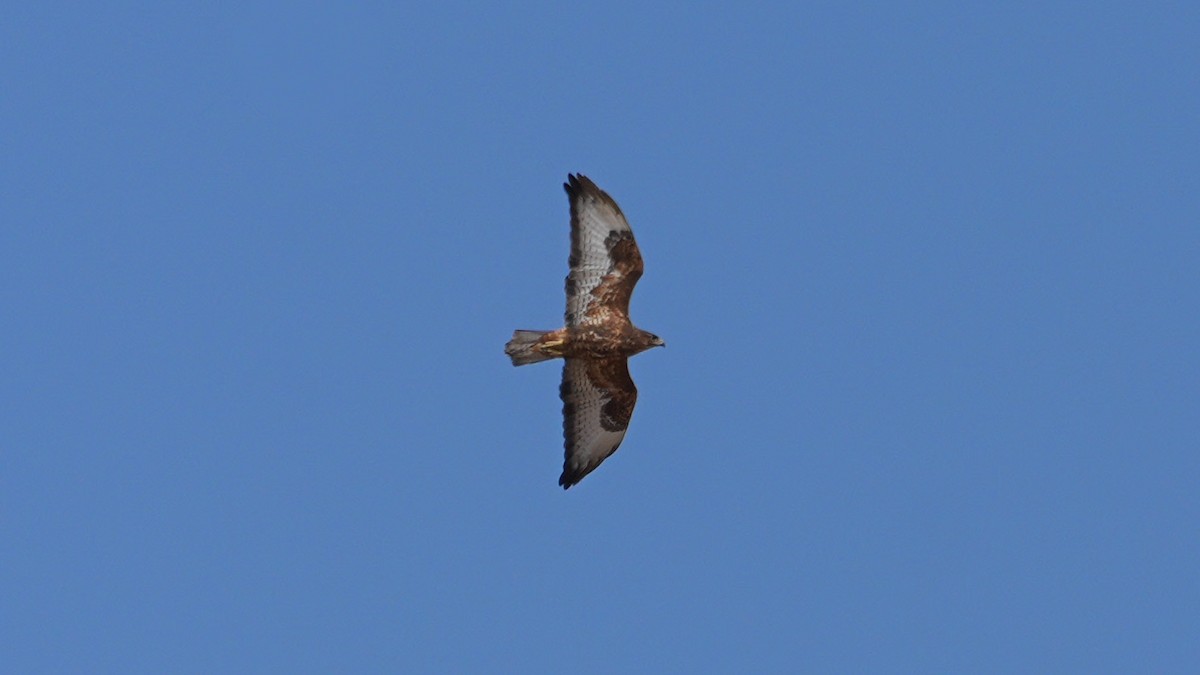 Common Buzzard - ML623882854