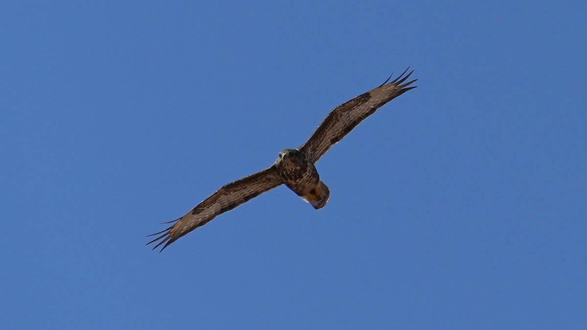 Common Buzzard - ML623882855