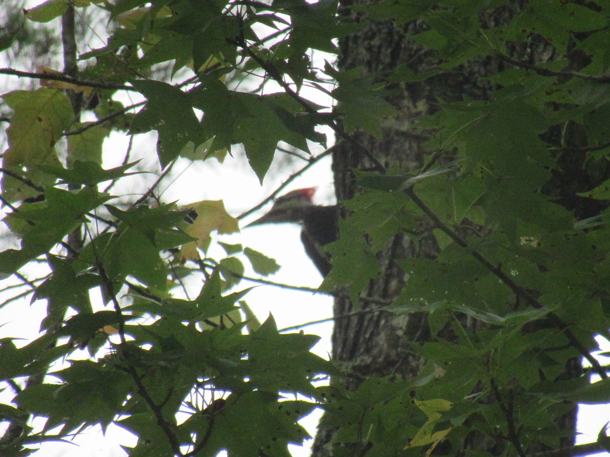 Pileated Woodpecker - ML623882875