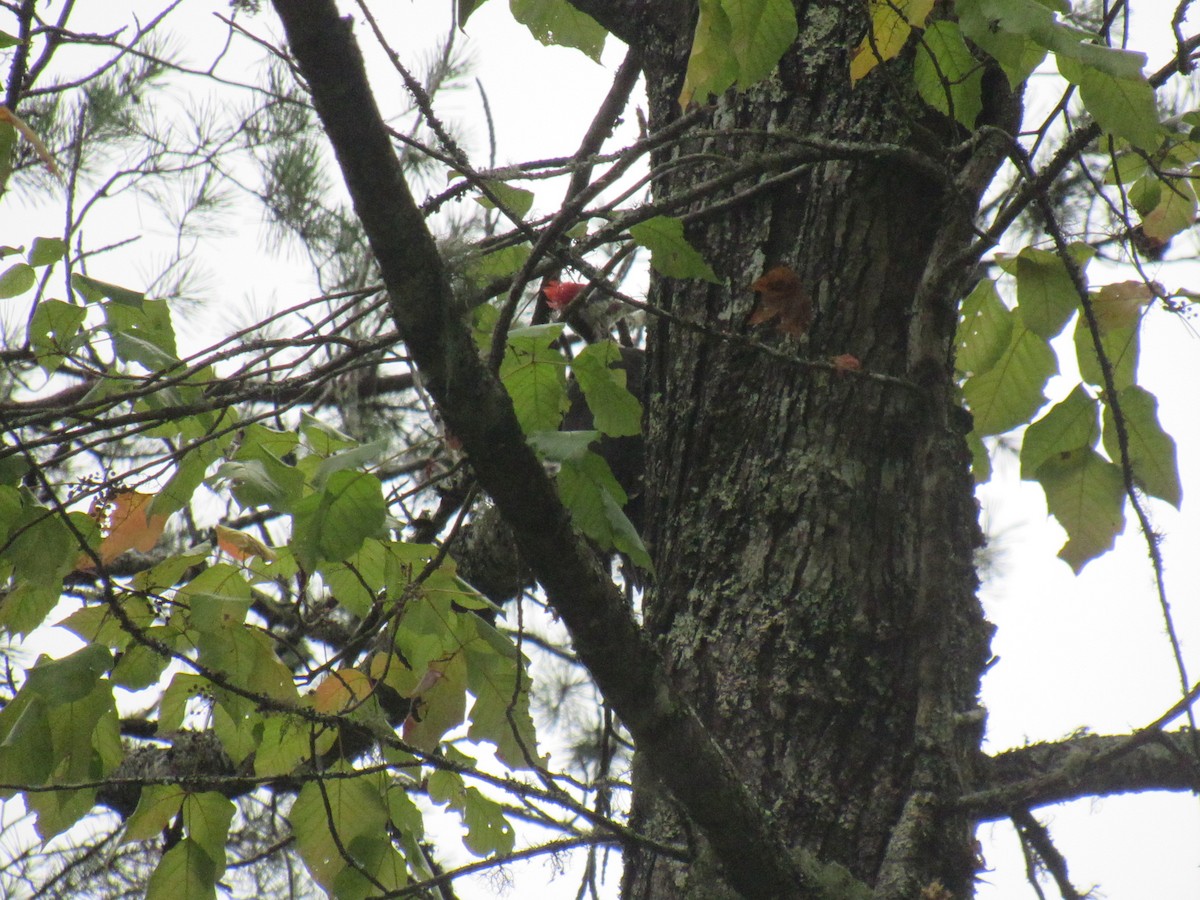 Pileated Woodpecker - ML623882879