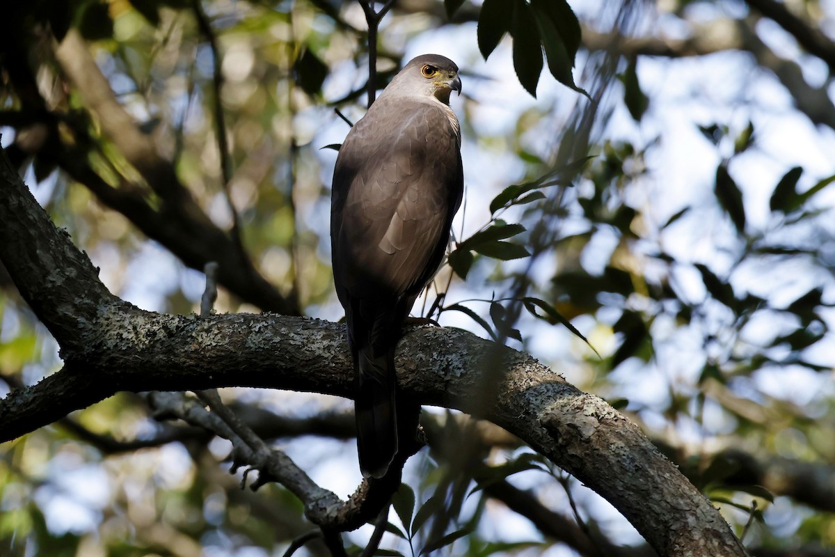 African Goshawk (Southern) - Marcin Sidelnik