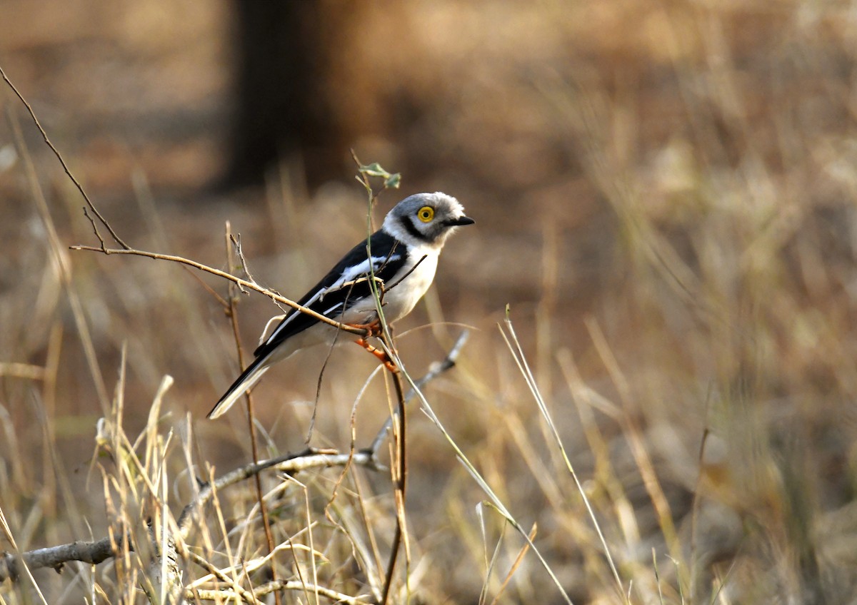 White Helmetshrike - Fernando Manteiga