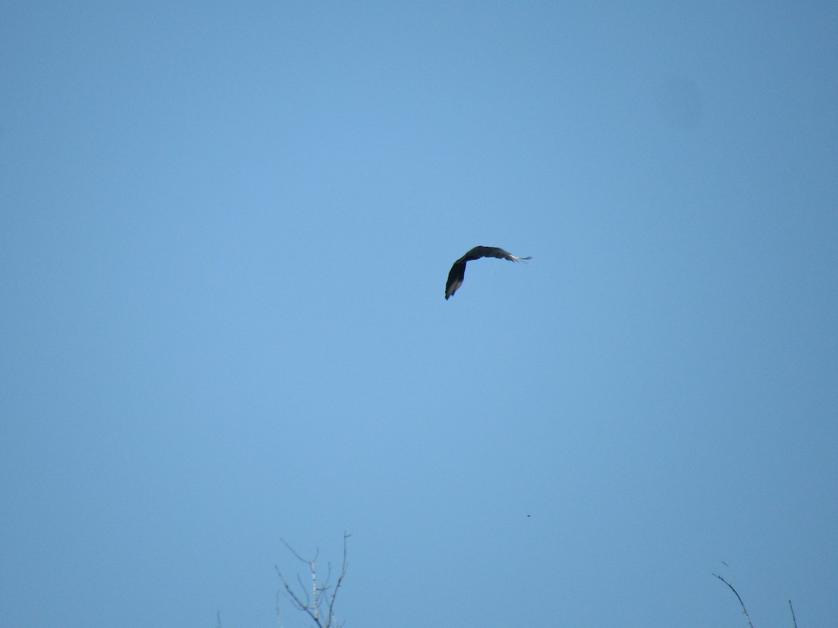 American Crow - ML623882941