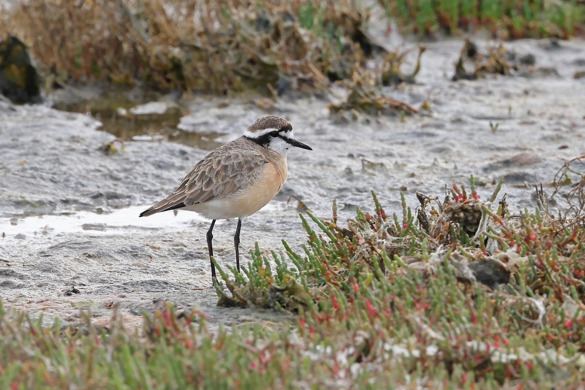 Kittlitz's Plover - ML623882967