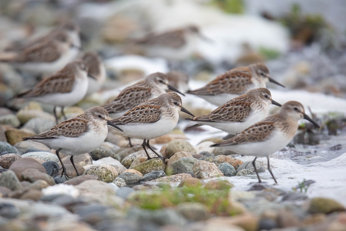 Western Sandpiper - Jefferson Ashby