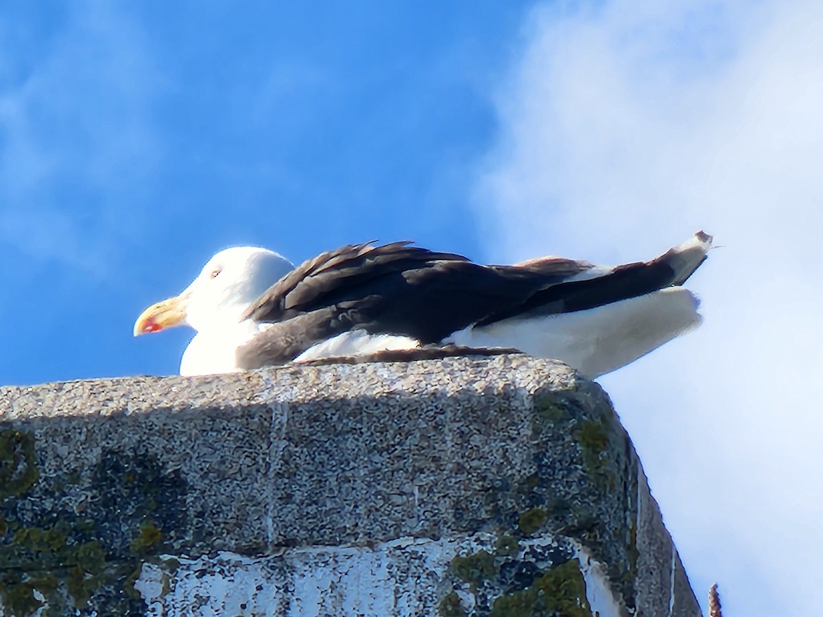 Great Black-backed Gull - ML623882983