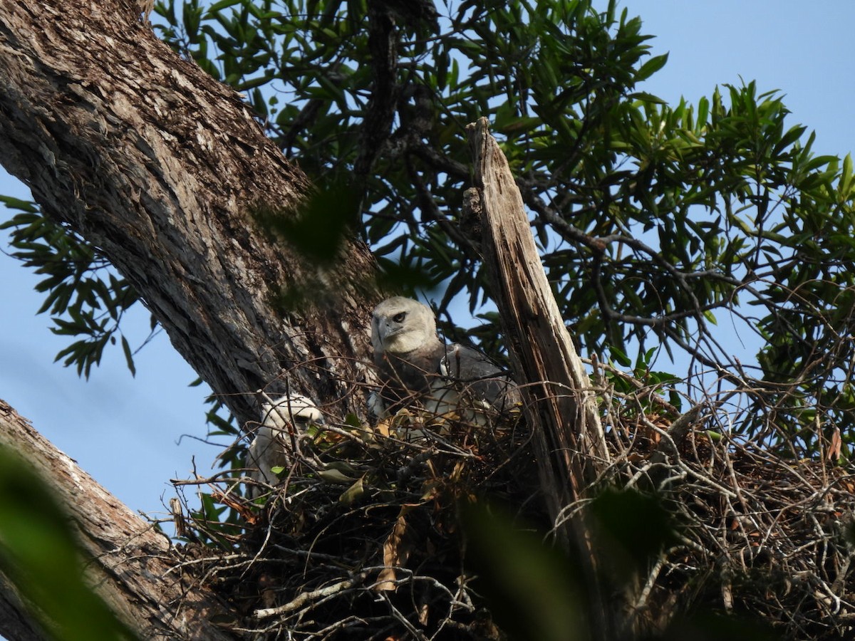 Harpy Eagle - ML623882995