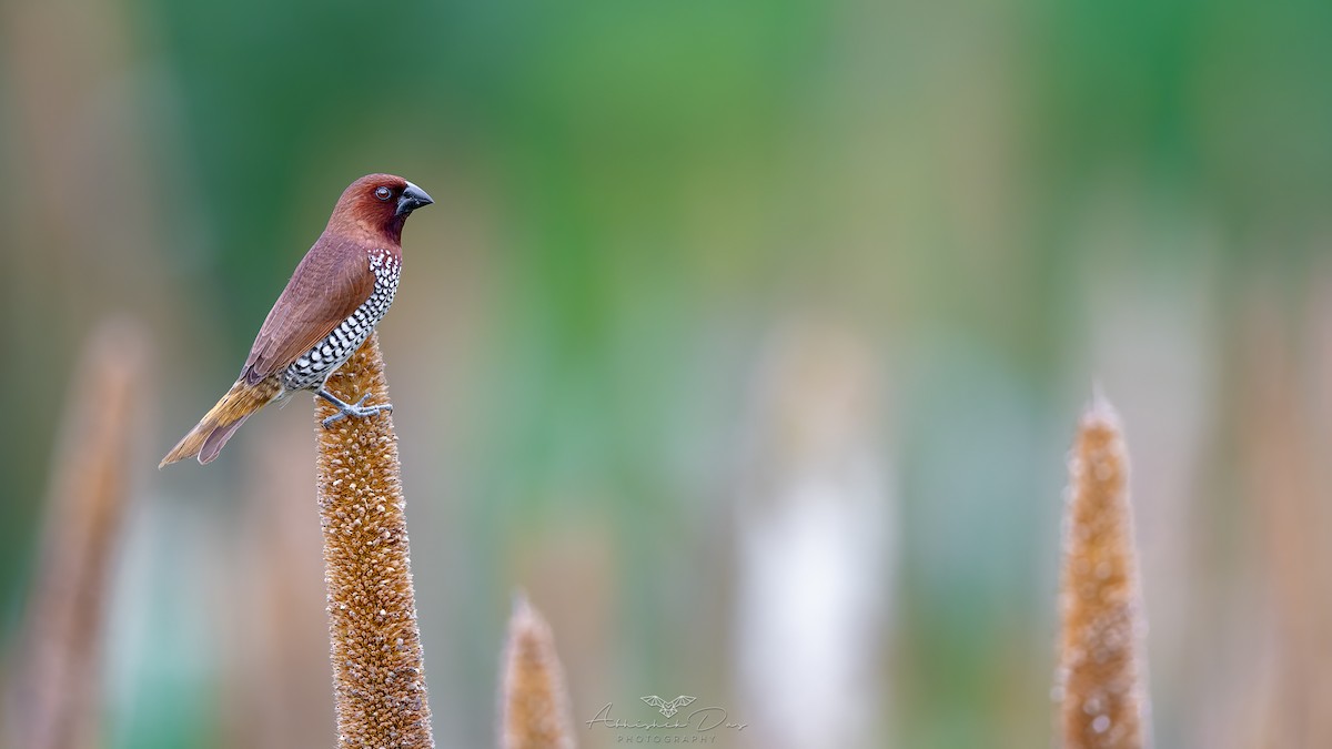 Pullu Munya - ML623883044