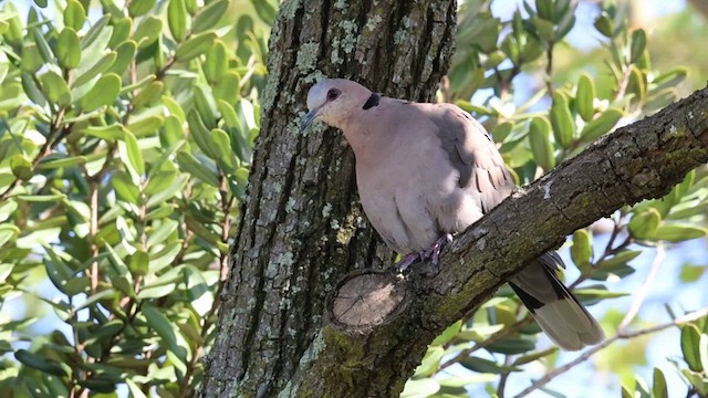 Red-eyed Dove - ML623883057