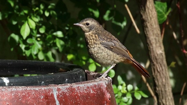 Cape Robin-Chat - ML623883065