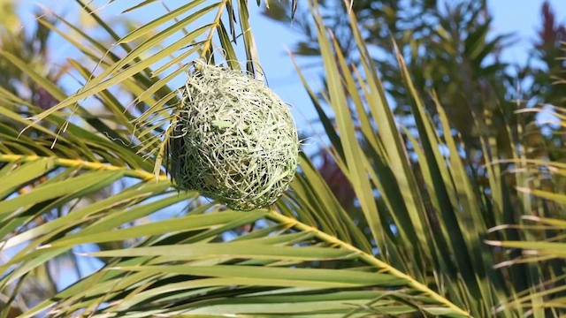 Southern Masked-Weaver - ML623883094