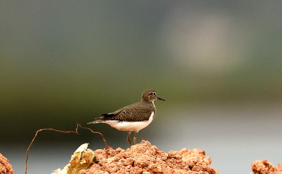 Common Sandpiper - Hashir Elat Valiyakath