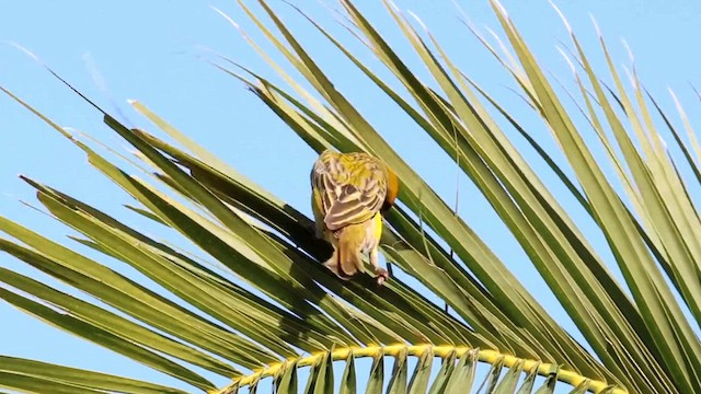 Southern Masked-Weaver - ML623883100