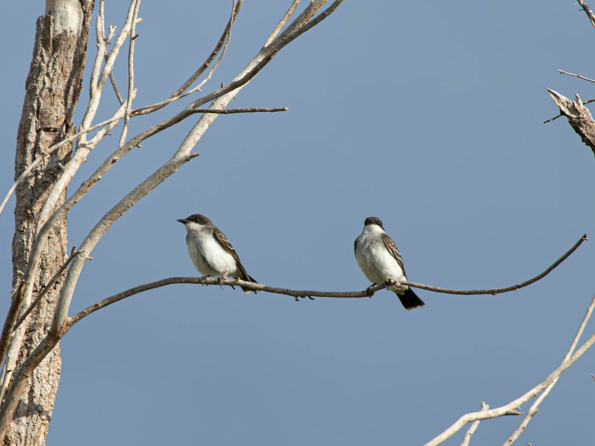 Eastern Kingbird - ML623883102