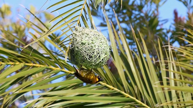 Southern Masked-Weaver - ML623883111