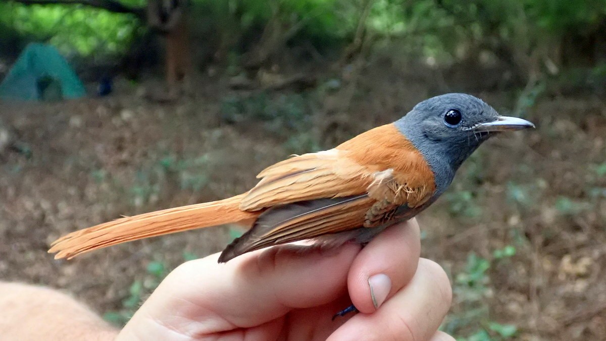 African Paradise-Flycatcher - Julien Birard