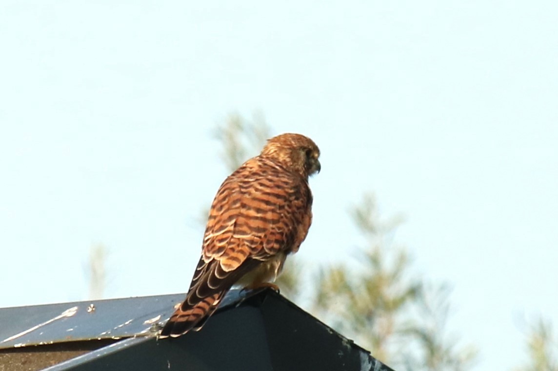 Eurasian Kestrel - ML623883139