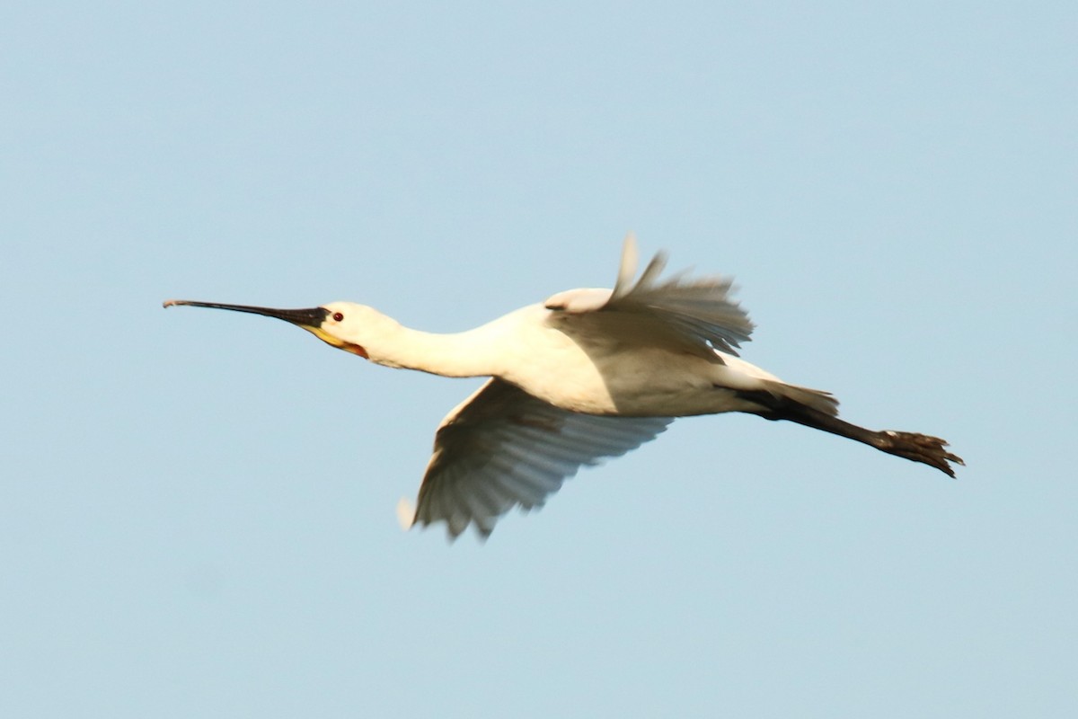 Eurasian Spoonbill - Jan Roedolf