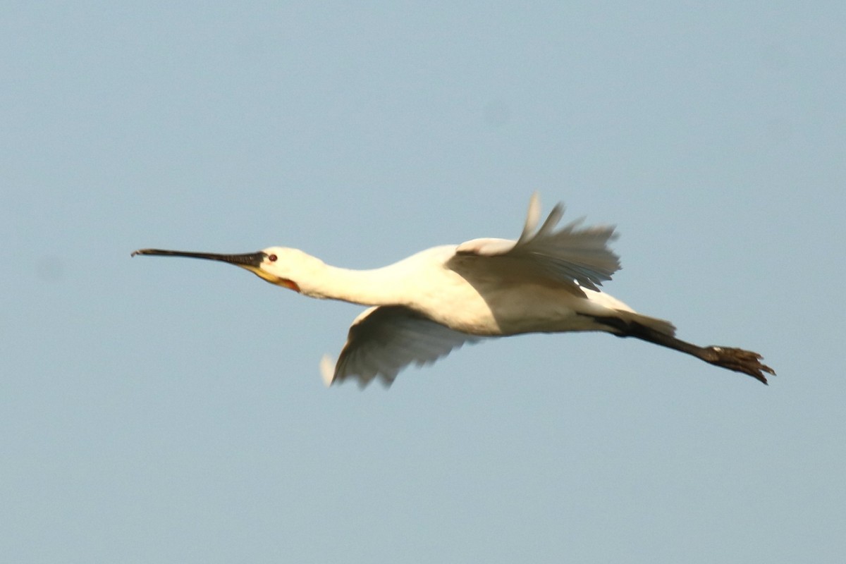 Eurasian Spoonbill - ML623883188