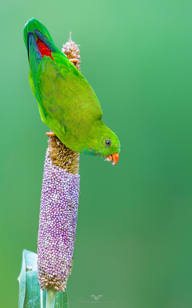 Göçmen Cennet Papağanı - ML623883204