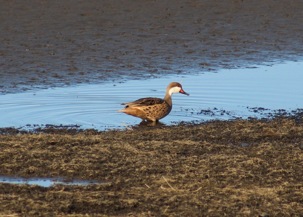 White-cheeked Pintail - ML623883219