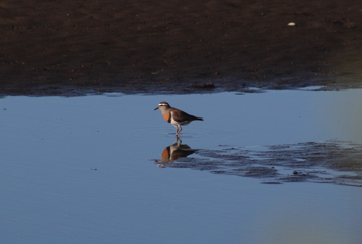 Rufous-chested Dotterel - ML623883224