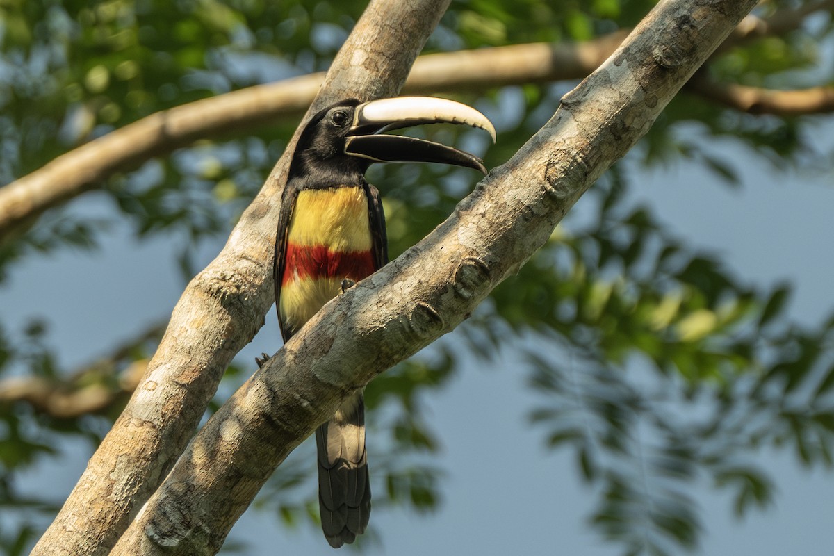 Black-necked Aracari - ML623883237