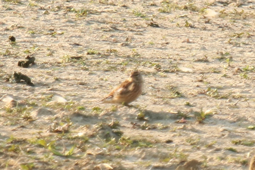 Eurasian Linnet - ML623883238