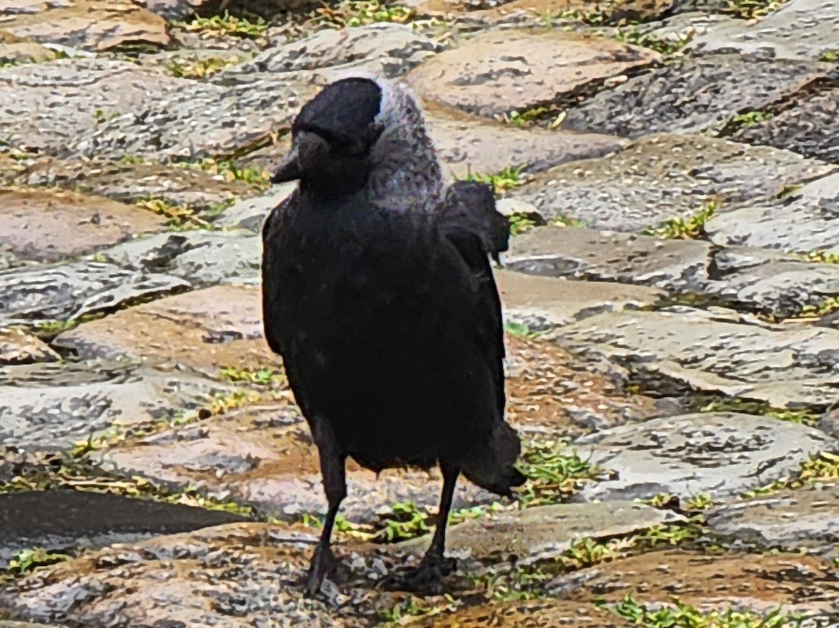 Eurasian Jackdaw - Rocío Reybal 🐦