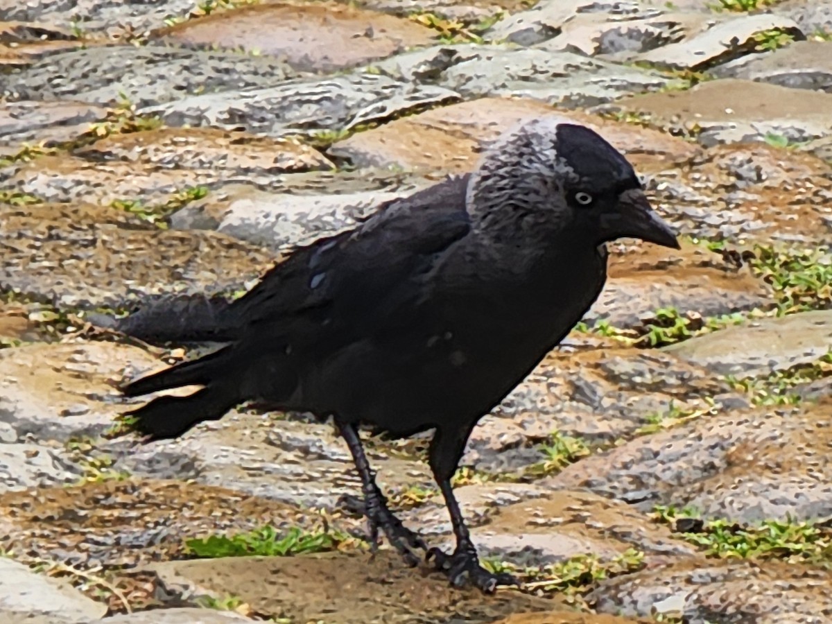 Eurasian Jackdaw - ML623883249