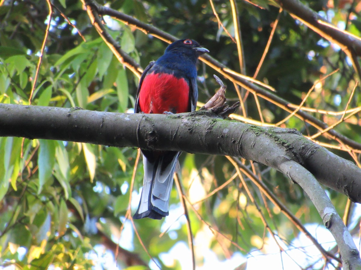 Surucua Trogon - ML623883250