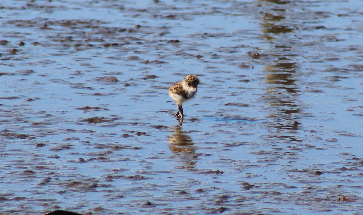 Southern Lapwing - ML623883252