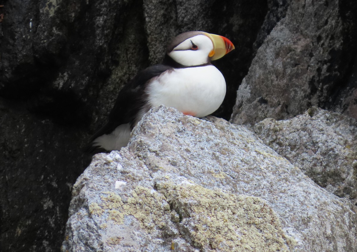 Horned Puffin - ML623883253