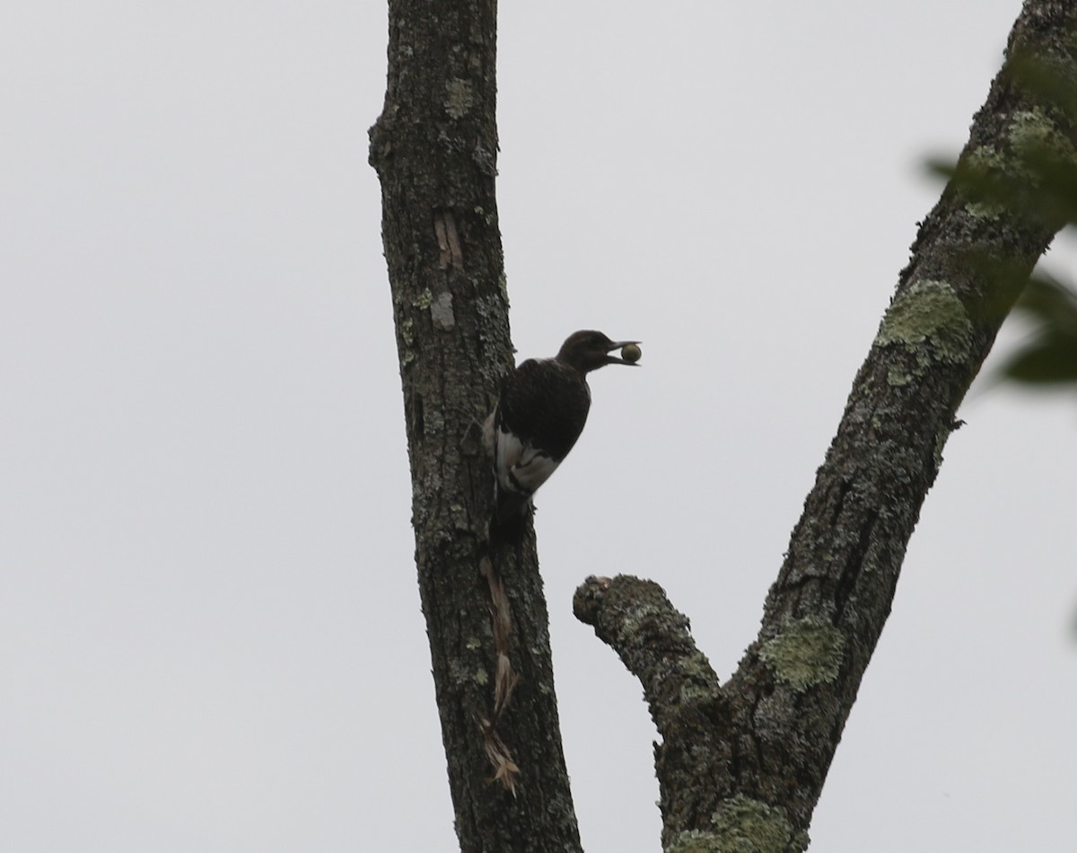 Red-headed Woodpecker - ML623883261