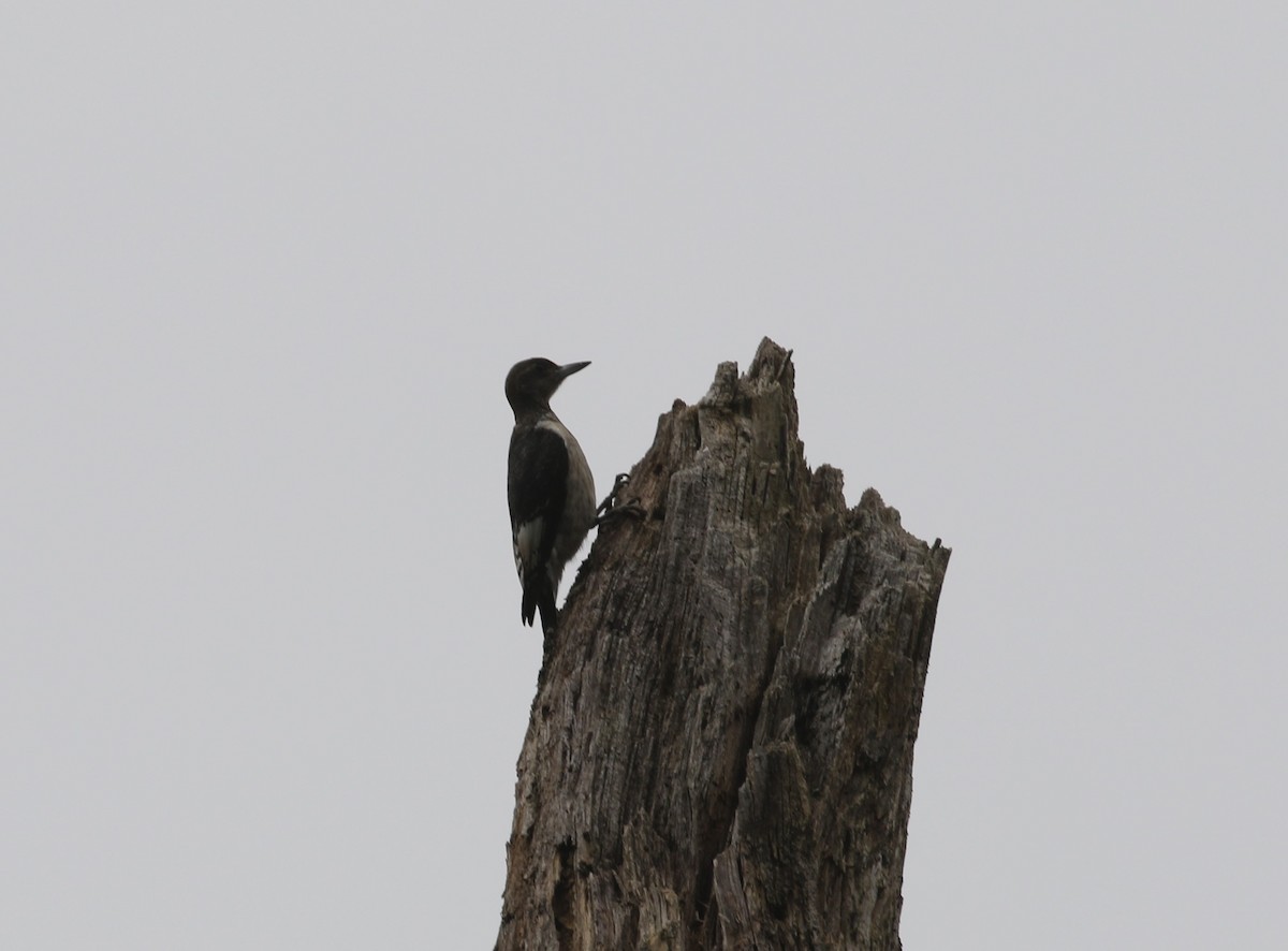 Red-headed Woodpecker - ML623883266