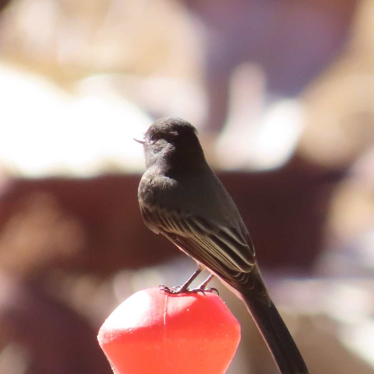 Black Phoebe - ML623883267