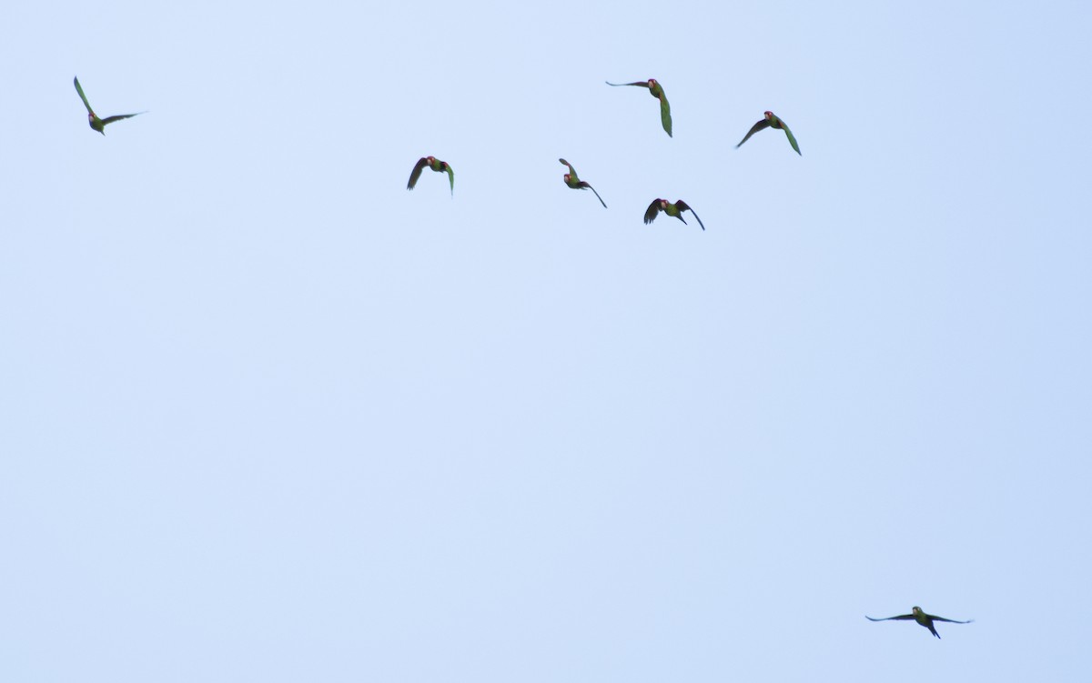 Red-masked Parakeet - ML623883269