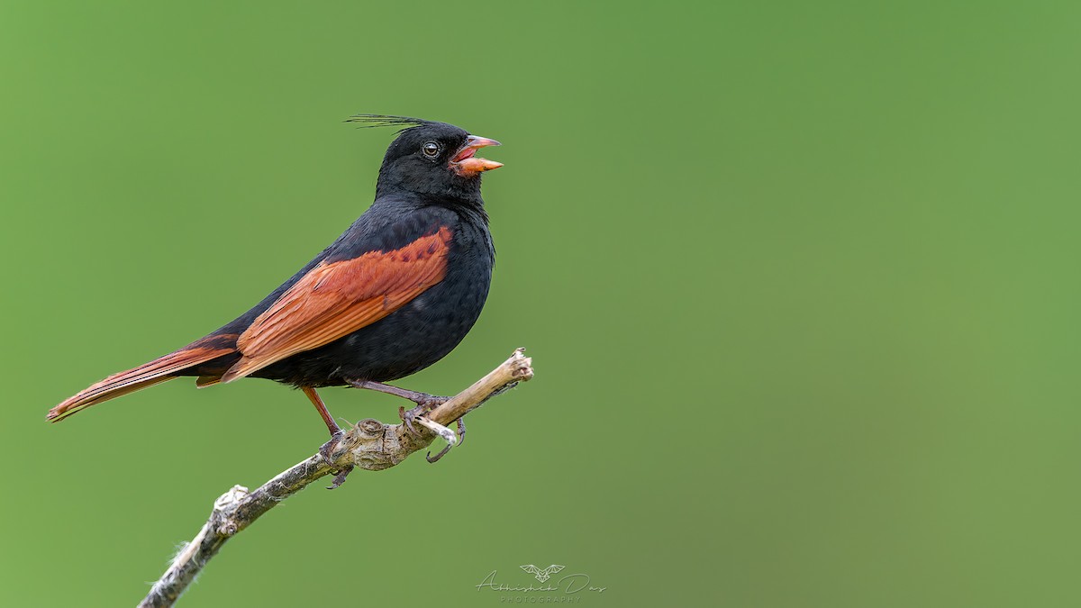 Crested Bunting - ML623883271