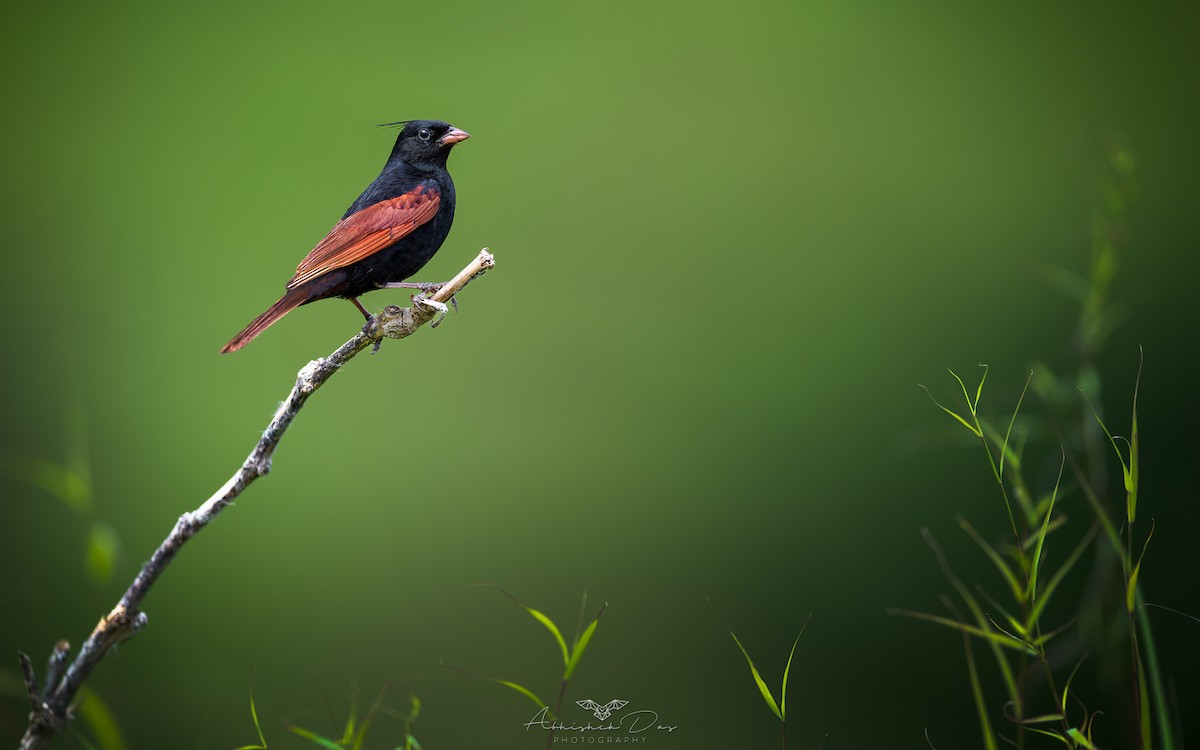 冠鵐 - ML623883272