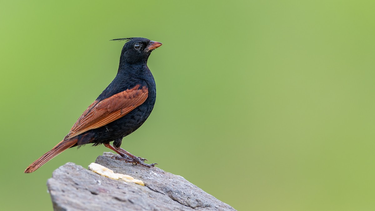 冠鵐 - ML623883273