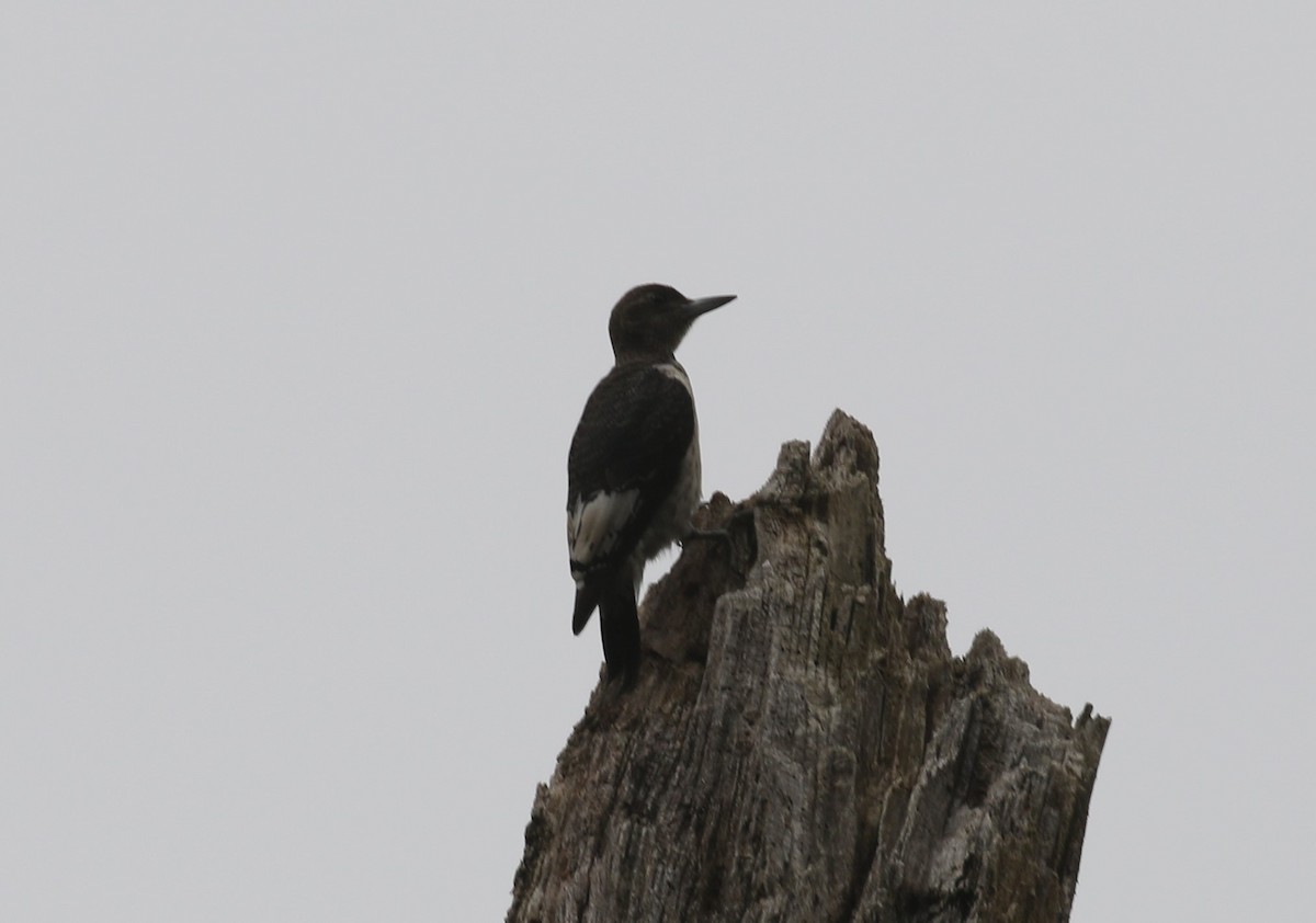 Red-headed Woodpecker - ML623883274