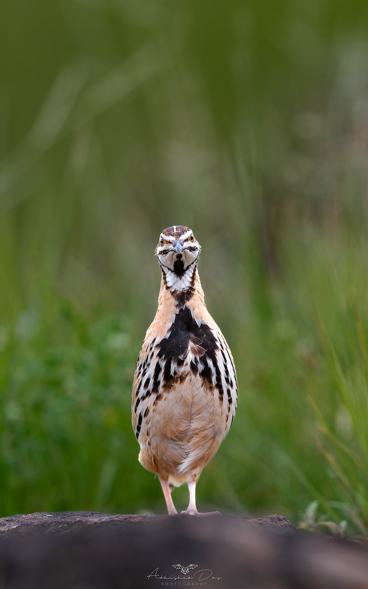 Rain Quail - ML623883276