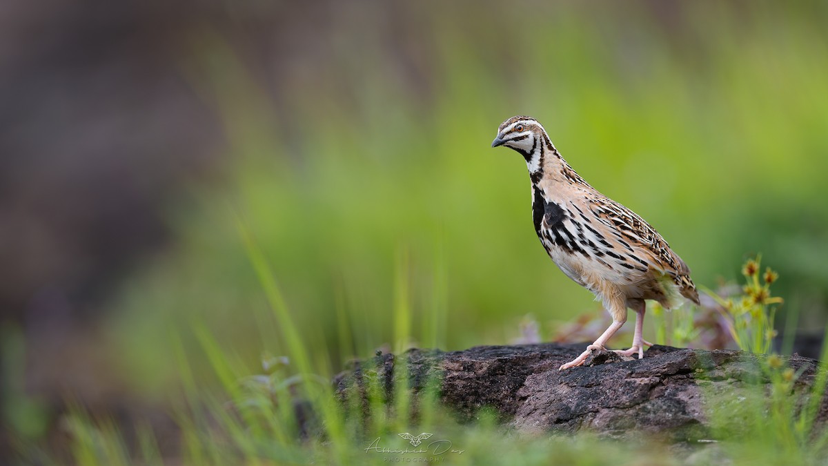 Rain Quail - ML623883277