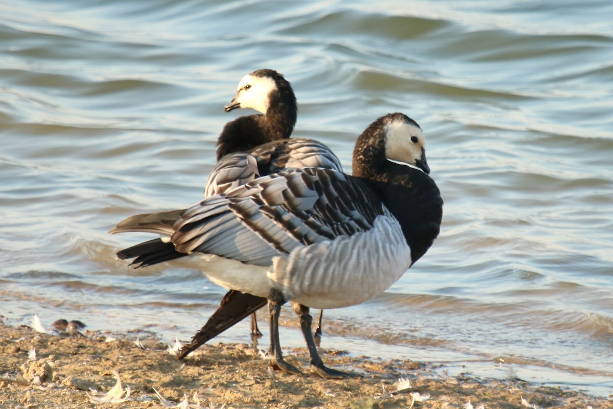 Barnacle Goose - ML623883302