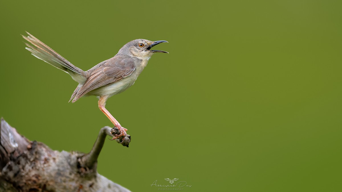 Prinia Selvática - ML623883303