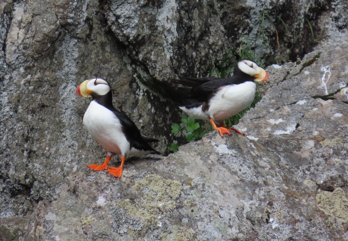 Horned Puffin - ML623883306