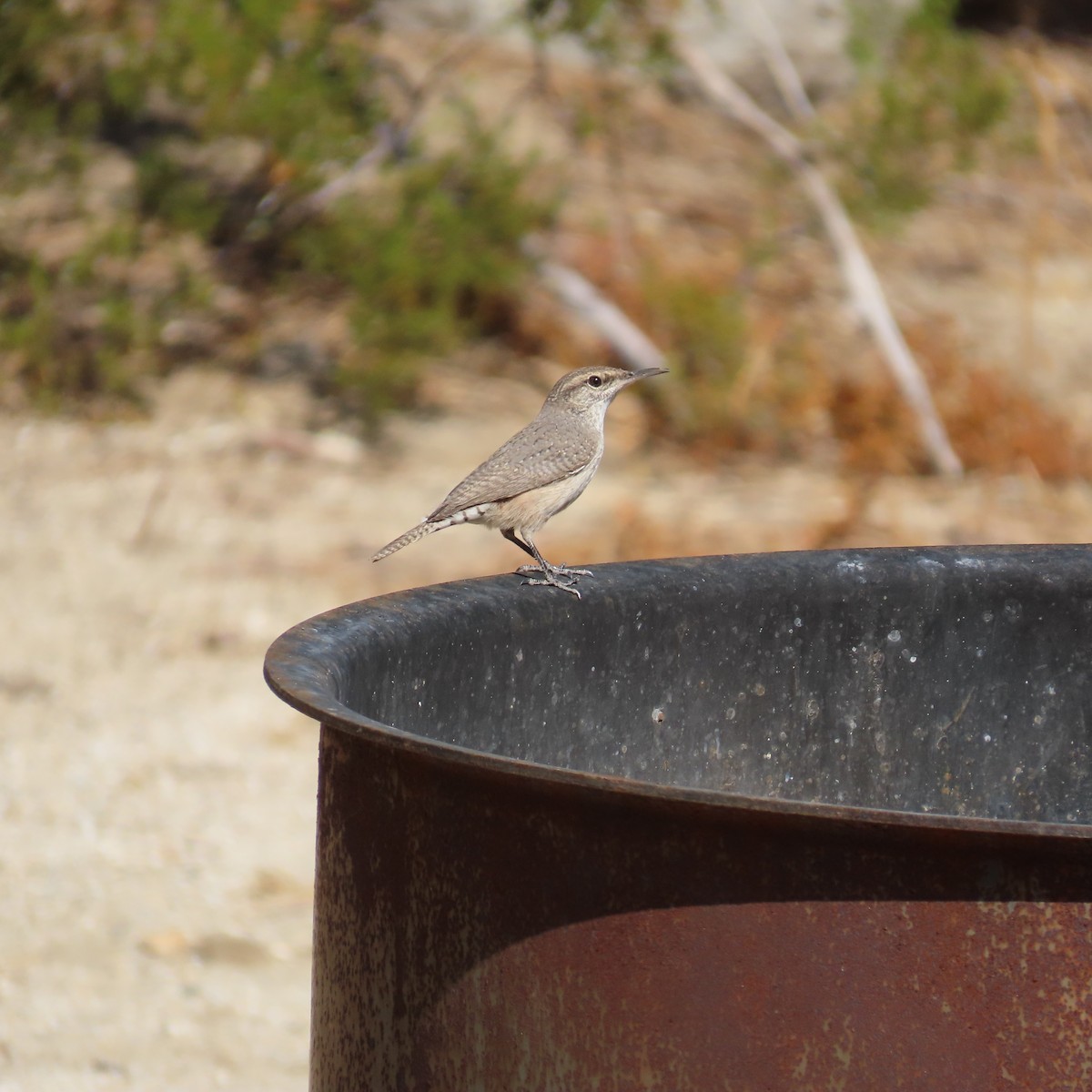 Rock Wren - ML623883307